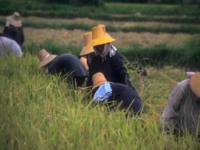 SIEGA (1)  CAMPESINOS